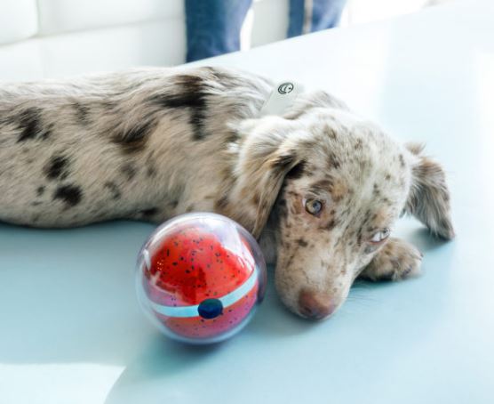 ball on stick dog toy