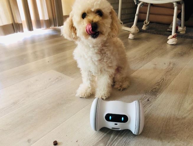 In-Depth Review of the VARRAM Pet Fitness Robot - Nerd Techy