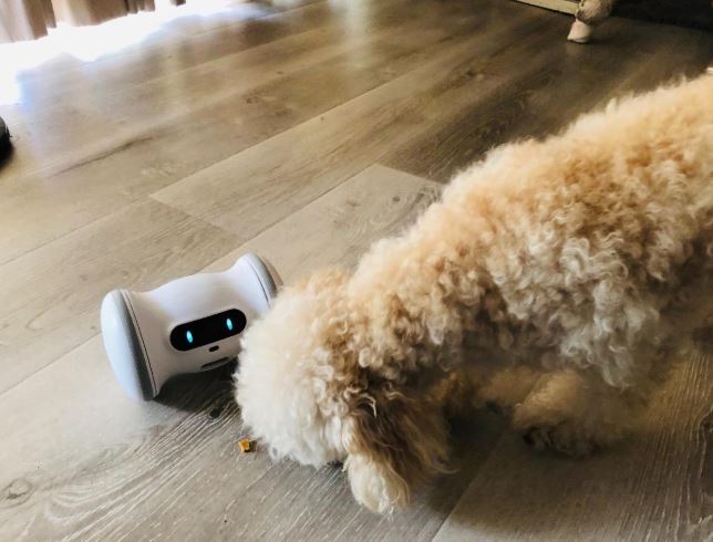 In-Depth Review the VARRAM Pet Fitness Robot - Techy