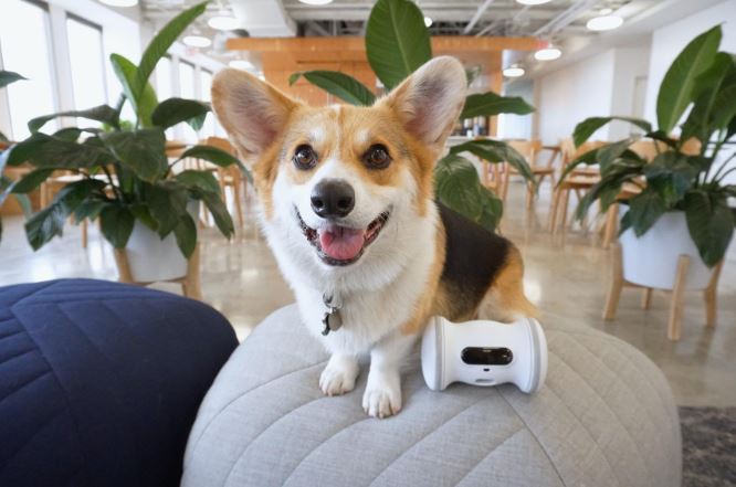 In-Depth Review of the VARRAM Pet Fitness Robot - Nerd Techy