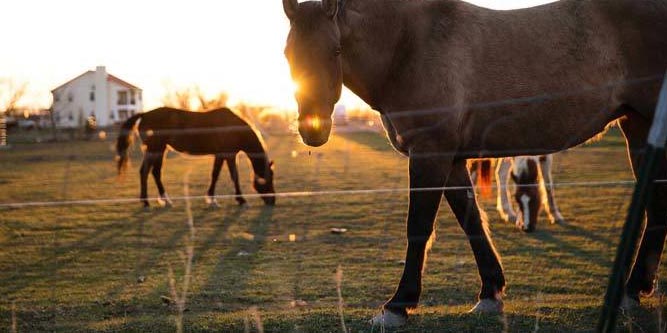 best-solar-electric-fence-charger