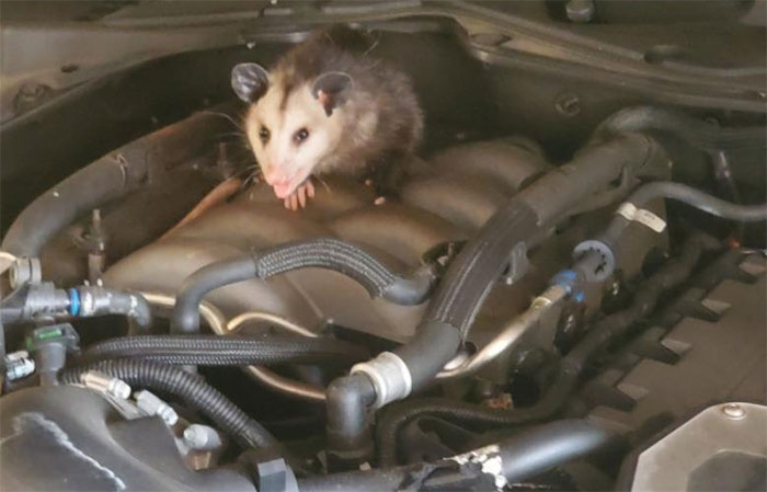 possum-on-engine