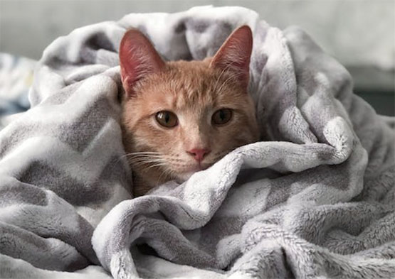cat-snuggled-in-electric-blanket