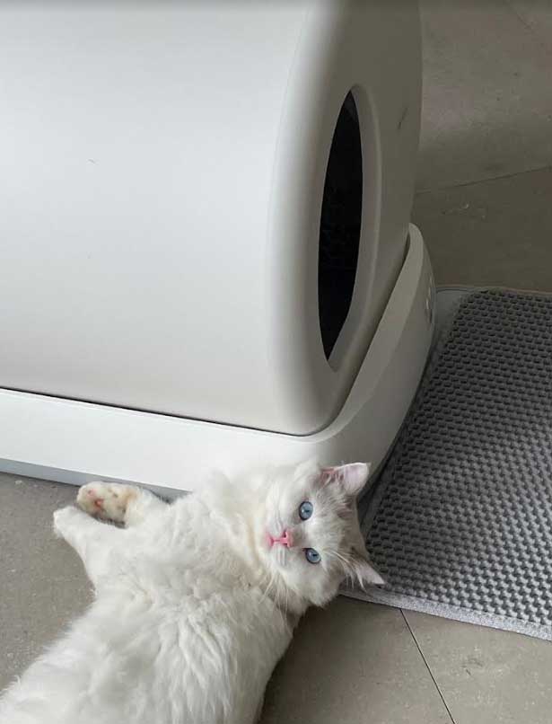 meowant-self-cleaning-litter-box