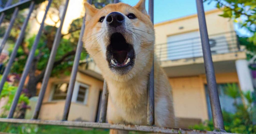 5 Best Barking Dog Alarms for Home Security [2023 Guide] Nerd Techy