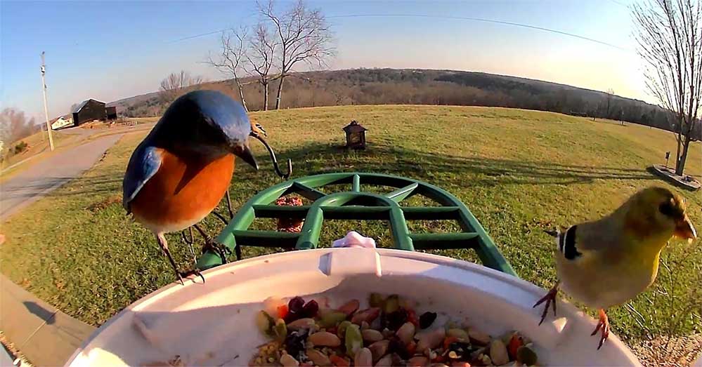 HARYMOR-Bird-Feeder-Camera