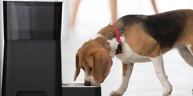 smart pet feeder wifi